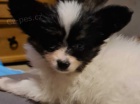 štěňata papillon štěňata papillon
