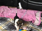 štěňata beagle štěňata beagle