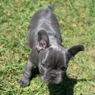 MODR� ZDRAV� a VAKCINOVAN� �t��ata francouzsk�ho buldo�ka na prodej.