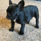 �ERN� Francouzsk� buldo�ek �t��ata na prodej.