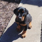 tata dobermana na prodej.