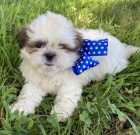 hygienicky a soci�ln� vy�kolen� �t��ata SHIH TZU na prodej