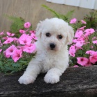 Bichon frize štěňata k dispozici a připravena k prodeji. Bichon frize štěňata k dispozici a připravena k prodeji.