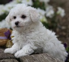 bichon frize  štěňata k dispozici a připravena k prodeji. bichon frize  štěňata k dispozici a připravena k prodeji.