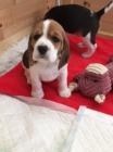 �t��ata trikol�ra beagle jsou k dispozici a jsou nyn� p�ipravena k prodeji.