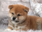 Rozko�n� miminka �t��ata shiba inu na prodej