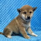 �t��ata shiba inu na prodej