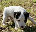 zdravé štěňata Jack Russell TERIÉR na prodej. zdravé štěňata Jack Russell TERIÉR na prodej.