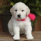 �t��ata zlat�ho retr�vra na prodej.