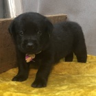 �ERN�   �t��ata labradorsk�ho retr�vra na prodej.