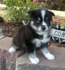 Kr�sn� �t���tka Pomskies na prodej (sibi�sk� a pomeransk� k��enec)