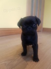 Černý mops štěňata k adopci. Černý mops štěňata k adopci.