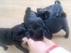 Černý mops štěňata k adopci. Černý mops štěňata k adopci.