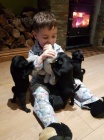 Černý mops štěňata k adopci. Černý mops štěňata k adopci.