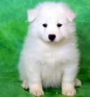 Miluj�c� �t��ata Samojed k adopci