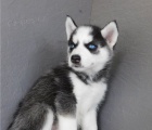 energická štěňata sibiřského husky energická štěňata sibiřského husky