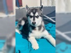 Sibisk husky (hasky) - puppy-FCI