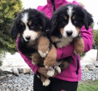 �t��ata bernsk�ho sala�nick�ho psa