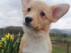 pembroke welsh corgi rozkoš pembroke welsh corgi rozkoš