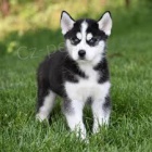 sibiřský husky sibiřský husky