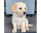Zlatý retriever Zlatý retriever