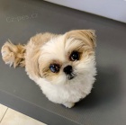 krásný shiht tzu krásný shiht tzu