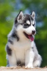 sibiřský husky sibiřský husky