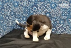 krásná štěňata beagle krásná štěňata beagle