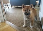 kr�sn� �t��ata shiba inu