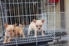 adoptujte štěňata čivavy adoptujte štěňata čivavy