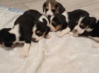 štěňata beagle k dispozici štěňata beagle k dispozici