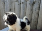 štěňata shih tzu k dispozici štěňata shih tzu k dispozici