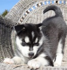 čistokrevná sibiřská husky štěňata čistokrevná sibiřská husky štěňata