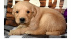 Zlatý retriever Zlatý retriever