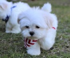 maltese  maltese