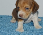 beagle beagle