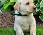adoptujte krásná štěňata labradora adoptujte krásná štěňata labradora
