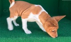 12 týdnů stará štěňata basenji. se všemi aktuálními očkováními a mikročipy. 12 týdnů stará štěňata basenji. se všemi aktuálními očkováními a mikročipy.