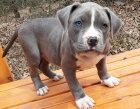 �t��ata americk�ho Pitbull teri�ra k adopci