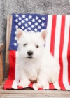 Milující štěňata West Highland White Terrier Milující štěňata West Highland White Terrier
