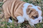 adoptujte krásná štěňátka anglického buldoka adoptujte krásná štěňátka anglického buldoka