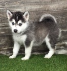 adoptujte krásná štěňata sibiřského husky adoptujte krásná štěňata sibiřského husky