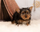 yorkie štěňata yorkie štěňata