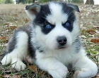 Sibiřský husky štěně%% Sibiřský husky štěně%%