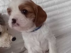Kavalír King Charles štěňata k dispozici Kavalír King Charles štěňata k dispozici