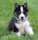 Sibiřský husky štěňata Sibiřský husky štěňata