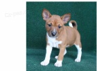 Fantastická štěňátka basenji Fantastická štěňátka basenji