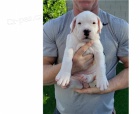 dogo argentino štěňata dogo argentino štěňata