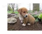 5* Pembroke welsh Corgi Puppies 5* Pembroke welsh Corgi Puppies