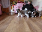 Akita inu Akita inu